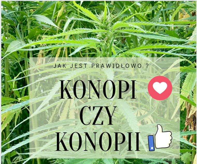 EraKonopi.pl