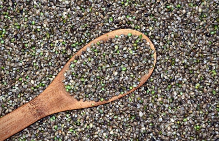 niełuskane nasiona z konopi siewnych / Pixabay